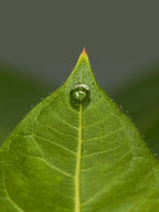 Strengthens While It Protects